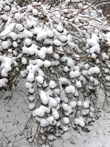 Кусты Красиво Покрыты Снегом Зимой Мячи — стоковое фото