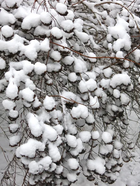 Кусты Красиво Покрыты Снегом Зимой Мячи — стоковое фото