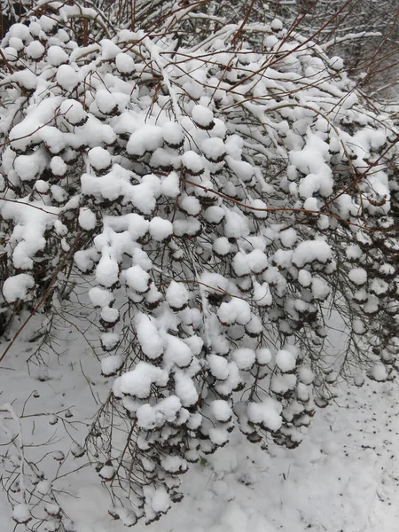 Keře Jsou Krásně Pokryty Sněhem Zimě Jako Míče — Stock fotografie