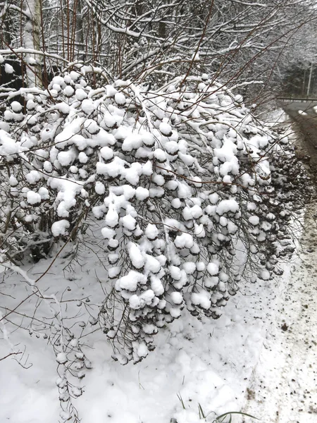 冬は雪に覆われた球のように茂み — ストック写真