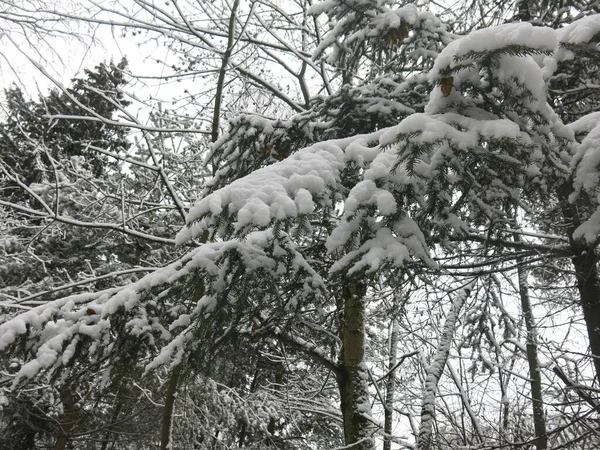 Ramos Abeto Floresta Inverno — Fotografia de Stock