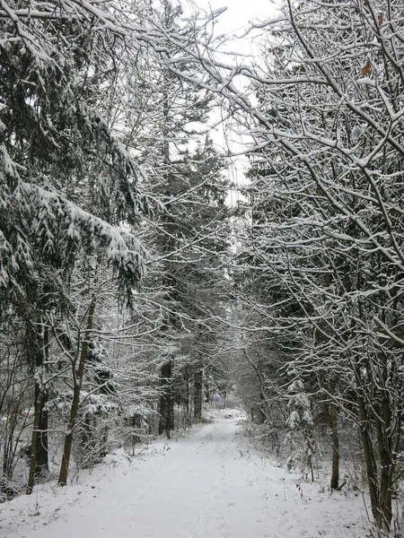 Camino Invierno Través Bosque Cubierto Nieve — Foto de Stock