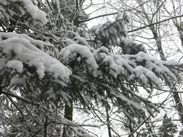 Lucfenyő Ágak Erdőben Télen — Stock Fotó