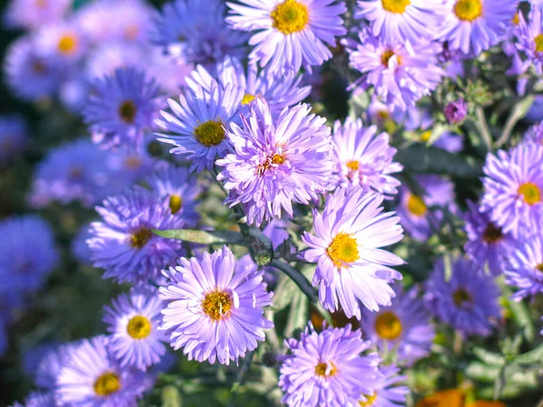 Marguerites Violettes Fleurs Fin Automne Image En Vente