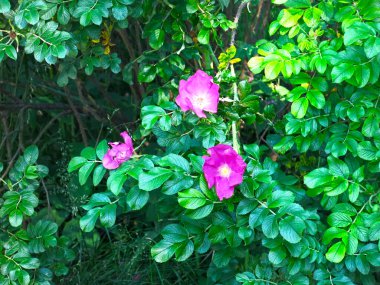 Pembe gül kalçası ilkbaharda açar.