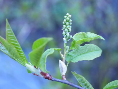 Kuş kiraz çiçekleri baharın başlarında dallarda açar.