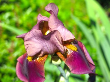 Sarmaşıklı bordo zambak yazın bahçede çiçek açar.