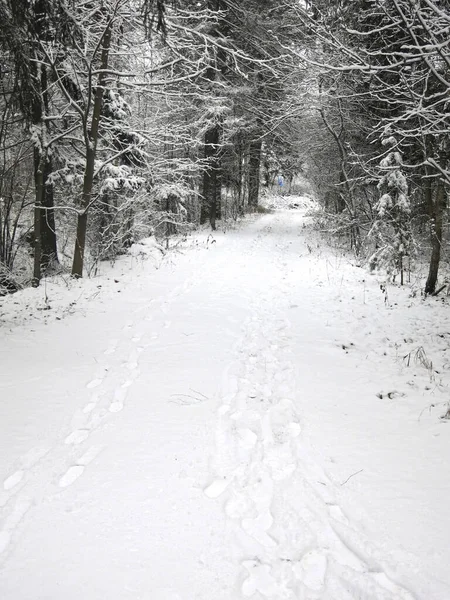 Зимова Дорога Через Засніжений Ліс — стокове фото