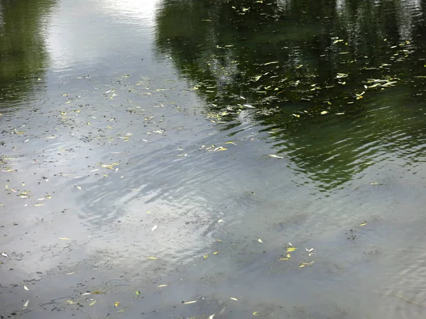 池の中の冷たい秋の水は木の反射で — ストック写真