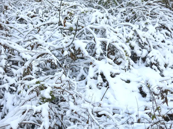 Snötäckta Buskar Vintern Efter Snöfall — Stockfoto