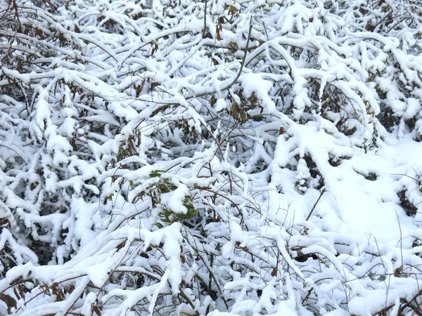 Snow Covered Bushes Winter Snowfall — Stock Photo, Image