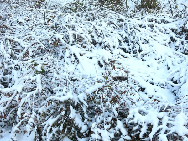Заснеженные Кусты Зимой После Снегопада — стоковое фото