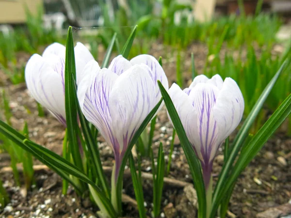 Cocodrilo Blanco Púrpura Cama Principios Primavera —  Fotos de Stock