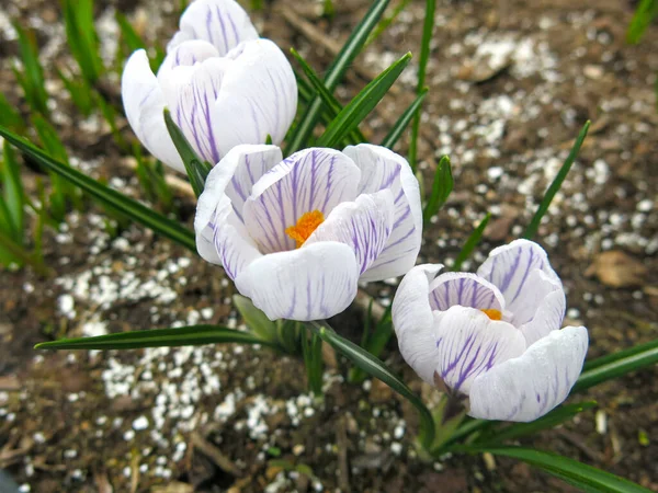 Fehér Lila Crocus Ágyon Kora Tavasszal — Stock Fotó