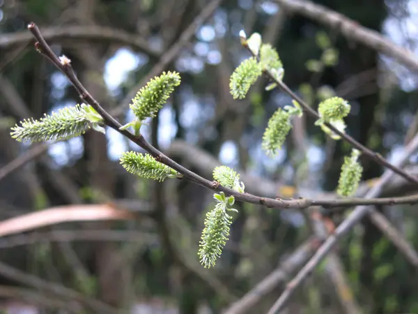 Brotos Salgueiro Florescem Nos Ramos Início Primavera — Fotografia de Stock