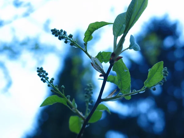 Flor Cereja Pássaro Floresce Nos Ramos Início Primavera — Fotografia de Stock