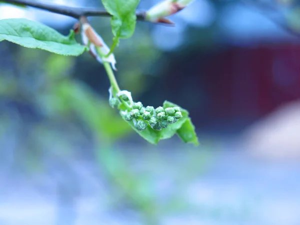 Flor Cereja Pássaro Floresce Nos Ramos Início Primavera — Fotografia de Stock