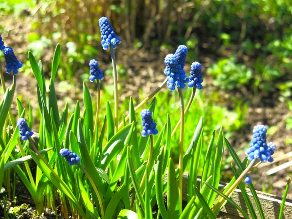 Kék Muszkariki Muscari Virágzik Kora Tavasszal — Stock Fotó