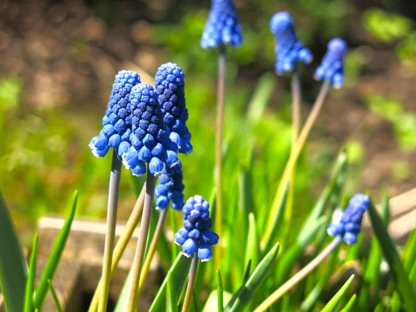 Muscariki Azul Muscari Florecen Principios Primavera — Foto de Stock