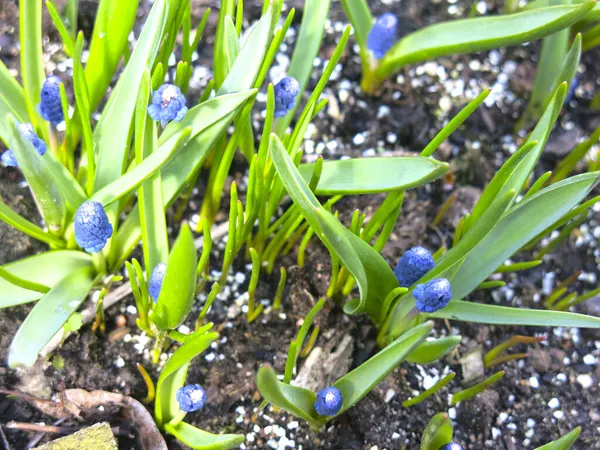 Modrý Muškarní Květ Muscari Začátkem Jara — Stock fotografie