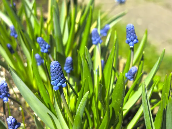 Muscariki Azul Muscari Florescer Início Primavera — Fotografia de Stock
