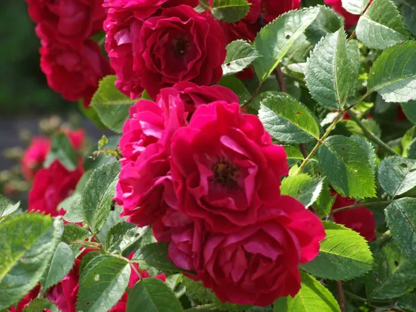 Lush Red Rosehip Roses Bloom Summer — Stock Photo, Image