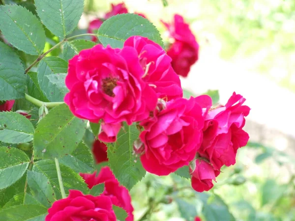 Frodiga Röda Nyponrosor Blommar Sommaren — Stockfoto