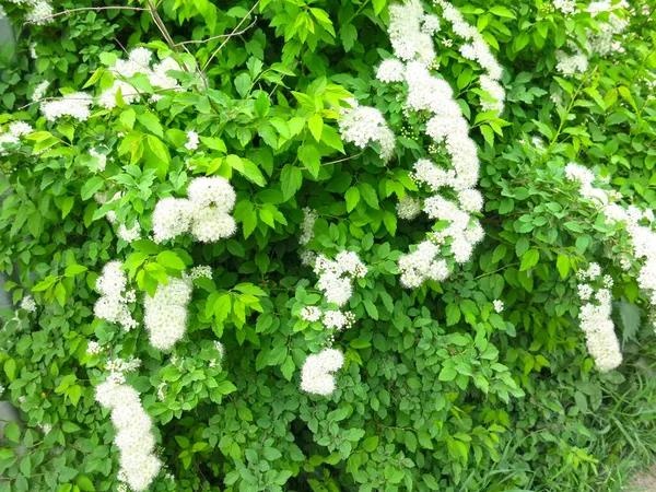 Fragrant White Fluffy Spiraea Blooms Garden — Stock Photo, Image