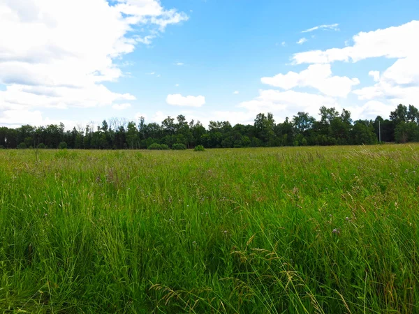 Pittoresk Veld Zomer — Stockfoto