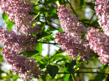 Pembe leylak renkleri İlkbaharda bir çalılıkta çiçek açar