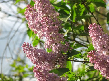 Pembe leylak renkleri İlkbaharda bir çalılıkta çiçek açar