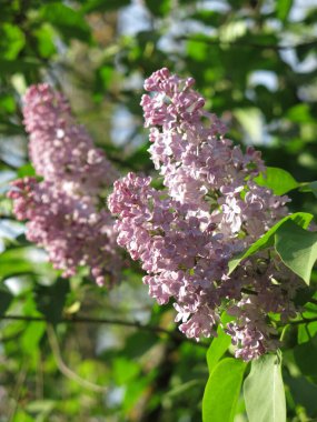 Pembe leylak renkleri İlkbaharda bir çalılıkta çiçek açar