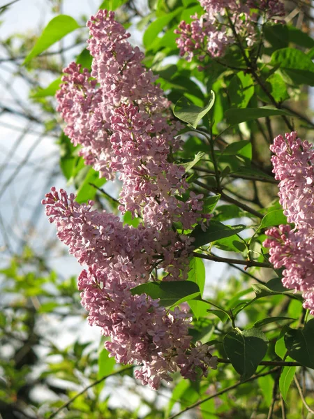 Inflorescências Cor Rosa Lilás Florescem Primavera Arbusto — Fotografia de Stock