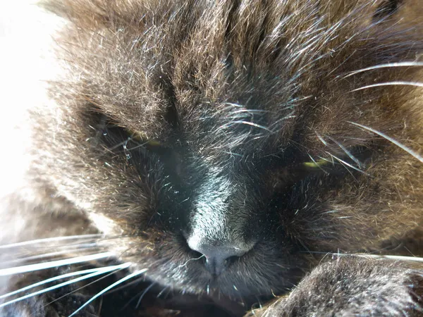 Maulkorb Einer Schwarzen Katze Großaufnahme — Stockfoto