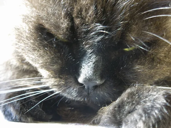Yakından Siyah Bir Kedinin Namlusu — Stok fotoğraf