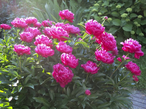 Pivoines Rouge Vif Fleurissent Dans Jardin Été Photos De Stock Libres De Droits