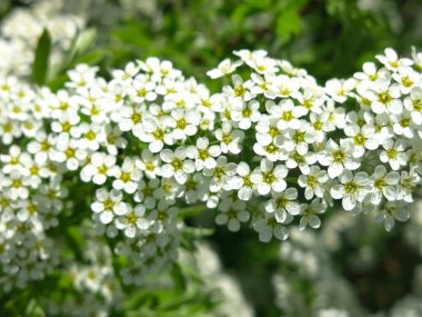 Gri renkli spirea (Spiraea cinerea) yaz mevsiminde çiçek açar (Yapay Yapay Süslü Pembe Çalı familyasından. St. John 's Wort spirea ve whitish-gray spirea arasındaki melez.)