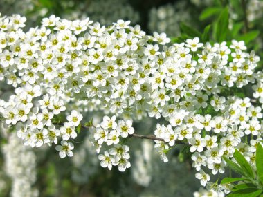 Gri renkli spirea (Spiraea cinerea) yaz mevsiminde çiçek açar (Yapay Yapay Süslü Pembe Çalı familyasından. St. John 's Wort spirea ve whitish-gray spirea arasındaki melez.)