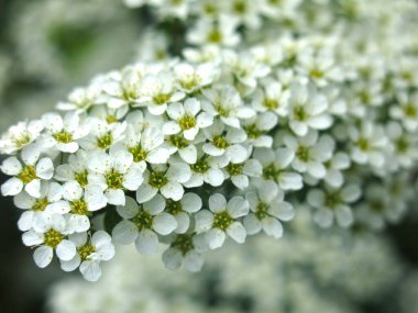 Gri renkli spirea (Spiraea cinerea) yaz mevsiminde çiçek açar (Yapay Yapay Süslü Pembe Çalı familyasından. St. John 's Wort spirea ve whitish-gray spirea arasındaki melez.)