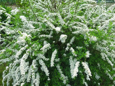 Gri renkli spirea (Spiraea cinerea) yaz mevsiminde çiçek açar (Yapay Yapay Süslü Pembe Çalı familyasından. St. John 's Wort spirea ve whitish-gray spirea arasındaki melez.)
