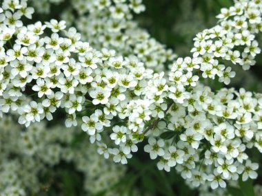 Gri renkli spirea (Spiraea cinerea) yaz mevsiminde çiçek açar (Yapay Yapay Süslü Pembe Çalı familyasından. St. John 's Wort spirea ve whitish-gray spirea arasındaki melez.)