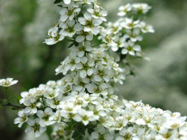 Gri renkli spirea (Spiraea cinerea) yaz mevsiminde çiçek açar (Yapay Yapay Süslü Pembe Çalı familyasından. St. John 's Wort spirea ve whitish-gray spirea arasındaki melez.)