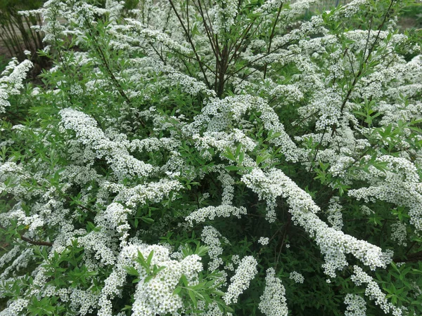 Szürke Spirea Spiraea Cinerea Virágzik Nyáron Lombhullató Díszcserje Rózsaszín Család — Stock Fotó