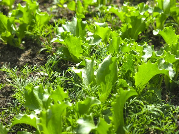 Alface Folha Verde Cresce Verão Jardim — Fotografia de Stock