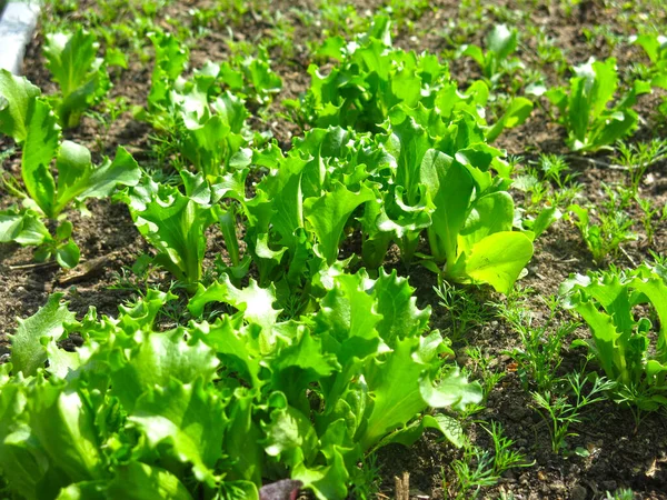 Green Leaf Lettuce Grows Summer Garden — Stock Photo, Image