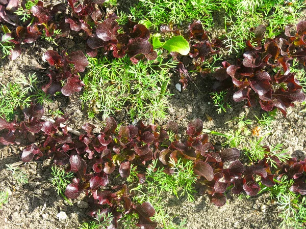 Kırmızı Yapraklı Marul Yazın Bahçede Yetişir — Stok fotoğraf