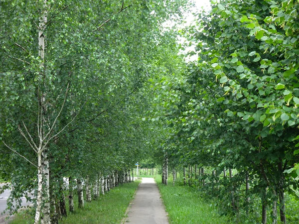 夏天美丽的白桦树小巷 有一条柏油路 — 图库照片