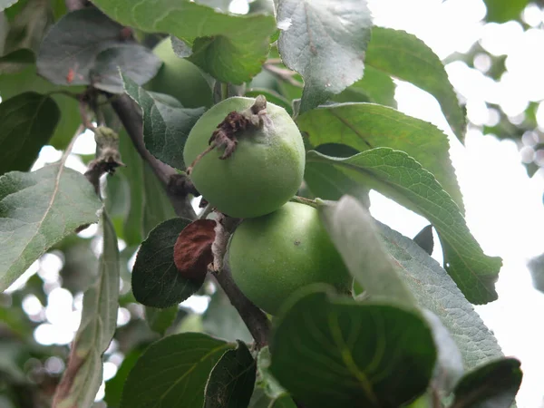 Maçãs Verdes Amadurecem Nos Ramos Uma Macieira Jardim — Fotografia de Stock