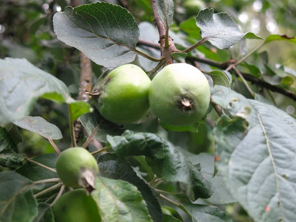 Зелені Яблука Дозрівають Гілках Яблуні Саду — стокове фото
