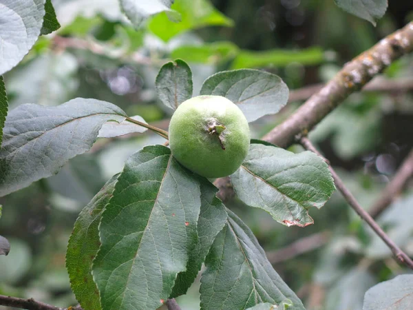 Zielone Jabłka Dojrzewają Gałęziach Jabłoni Ogrodzie — Zdjęcie stockowe